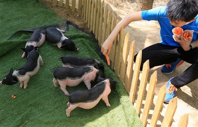 Co byś zrobił, gdyby świnka morska dostała udaru cieplnego?